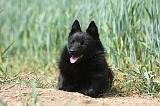 SCHIPPERKE 627